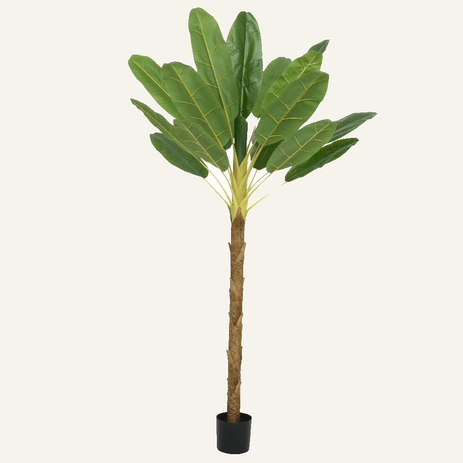 dd9db2f9-a4d8-4eeb-b626-e6333b0329f9 Beauty Home Φυτό Μπανάνας σε Γλάστρα 280cm - Image 1
