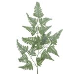 Beauty Home ΦΤΕΡΗ 38x116cm