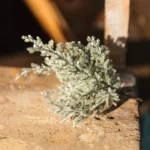 Beauty Home 4 κλαδιά έλατου πράσινα με ιριδίζον γκλίτερ 20 cm - Image 2