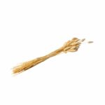 Beauty Home ΑΠΟΞΗΡΑΜΕΝΟ ΜΠΟΥΚΕΤΟ LAGURUS 70 CM