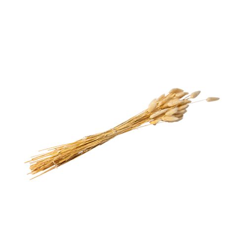 6c41b88f-7530-40ba-adba-b317afadab01 Beauty Home ΑΠΟΞΗΡΑΜΕΝΟ ΜΠΟΥΚΕΤΟ LAGURUS 70 CM - Image 1