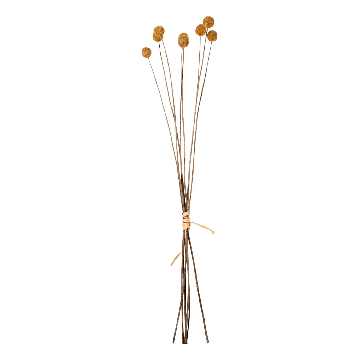 diakosmitiko-apoxirameno-mpoyketo-craspe ΔΙΑΚΟΣΜΗΤΙΚΟ ΑΠΟΞΗΡΑΜΕΝΟ ΜΠΟΥΚΕΤΟ CRASPEDIA GLOBOSA HM7956 ΚΙΤΡΙΝΟ 63Υεκ. - Image 1