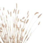 ΔΙΑΚΟΣΜΗΤΙΚΟ ΜΠΟΥΚΕΤΟ ΑΠΟΞΗΡΑΜΕΝΟ HM7959 RABBIT TAIL- CREAM 50gr 76Υεκ. - Image 3