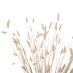 ΔΙΑΚΟΣΜΗΤΙΚΟ ΜΠΟΥΚΕΤΟ ΑΠΟΞΗΡΑΜΕΝΟ HM7959 RABBIT TAIL- CREAM 50gr 76Υεκ. - Image 4