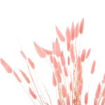 ΔΙΑΚΟΣΜΗΤΙΚΟ ΜΠΟΥΚΕΤΟ ΑΠΟΞΗΡΑΜΕΝΟ HM7960 RABBIT TAIL-PINK 75Υεκ. - Image 3