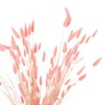 ΔΙΑΚΟΣΜΗΤΙΚΟ ΜΠΟΥΚΕΤΟ ΑΠΟΞΗΡΑΜΕΝΟ HM7960 RABBIT TAIL-PINK 75Υεκ. - Image 4