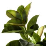 ΔΙΑΚΟΣΜΗΤΙΚΟ ΣΥΝΘΕΤΙΚΟ ΦΥΤΟ HM4000 ΔΡΥΣ ΣΕ ΓΛΑΣΤΡΑ Φ18x14,5-160Υεκ - Image 3