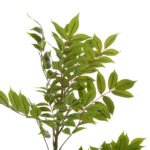 ΔΙΑΚΟΣΜΗΤΙΚΟ ΣΥΝΘΕΤΙΚΟ ΦΥΤΟ HM4005 ΔΕΝΤΡΟ ΣΕ ΓΛΑΣΤΡΑ 112Υεκ. - Image 4