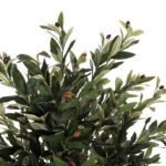 ΔΙΑΚΟΣΜΗΤΙΚΟ ΣΥΝΘΕΤΙΚΟ ΦΥΤΟ HM4007 ΕΛΑΙΟΔΕΝΤΡΟ ΣΕ ΓΛΑΣΤΡΑ 96Υεκ. - Image 4