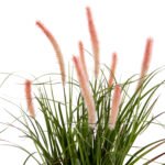 ΔΙΑΚΟΣΜΗΤΙΚΟ ΣΥΝΘΕΤΙΚΟ ΦΥΤΟ HM4029 BRISTLEGRASS ΣΕ ΓΛΑΣΤΡΑ Φ14,5x13-62Yεκ. - Image 3