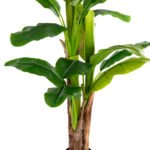 ΔΙΑΚΟΣΜΗΤΙΚΟ ΣΥΝΘΕΤΙΚΟ ΦΥΤΟ HM7977 ΔΕΝΤΡΟ ΜΠΑΝΑΝΑΣ ΣΕ ΓΛΑΣΤΡΑ 150Υεκ. - Image 6