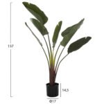 ΔΙΑΚΟΣΜΗΤΙΚΟ ΣΥΝΘΕΤΙΚΟ ΦΥΤΟ HM7981 ΣΤΡΕΛΙΤΣΙΑ ΣΕ ΓΛΑΣΤΡΑ Φ17x14,5-137Y εκ. - Image 2