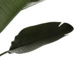 ΔΙΑΚΟΣΜΗΤΙΚΟ ΣΥΝΘΕΤΙΚΟ ΦΥΤΟ HM7981 ΣΤΡΕΛΙΤΣΙΑ ΣΕ ΓΛΑΣΤΡΑ Φ17x14,5-137Y εκ. - Image 3