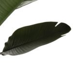 ΔΙΑΚΟΣΜΗΤΙΚΟ ΣΥΝΘΕΤΙΚΟ ΦΥΤΟ HM7982 ΣΤΡΕΛΙΤΣΙΑ ΣΕ ΓΛΑΣΤΡΑ Φ17x14,5-150Yεκ. - Image 3