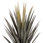 ΔΙΑΚΟΣΜΗΤΙΚΟ ΣΥΝΘΕΤΙΚΟ ΦΥΤΟ HM7987 SISAL AGAVE ΣΕ ΓΛΑΣΤΡΑ 120Υεκ. - Image 3