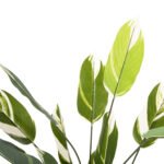 ΔΙΑΚΟΣΜΗΤΙΚΟ ΣΥΝΘΕΤΙΚΟ ΦΥΤΟ HM7997 CALATHEA ΣΕ ΓΛΑΣΤΡΑ 140Υεκ. - Image 3