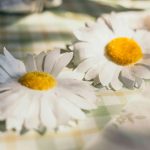Beauty Home 2 τεχνητές μαργαρίτες Ø10cm - Image 2