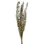 Beauty Home ΕΥΚΑΛΥΠΤΟΣ PRESERVED 70 cm - Image 3