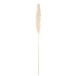 Beauty Home Αποξηραμένο κλαδί Pampas Εκρού 1,10 – 1,20 m